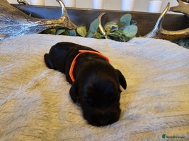 Cockapoo dogs Only 5 Male Cockapoo puppies left - Advert 3