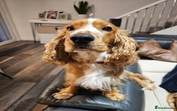 Cocker Spaniel dogs for stud: Golden Spaniel for stud - Image 7