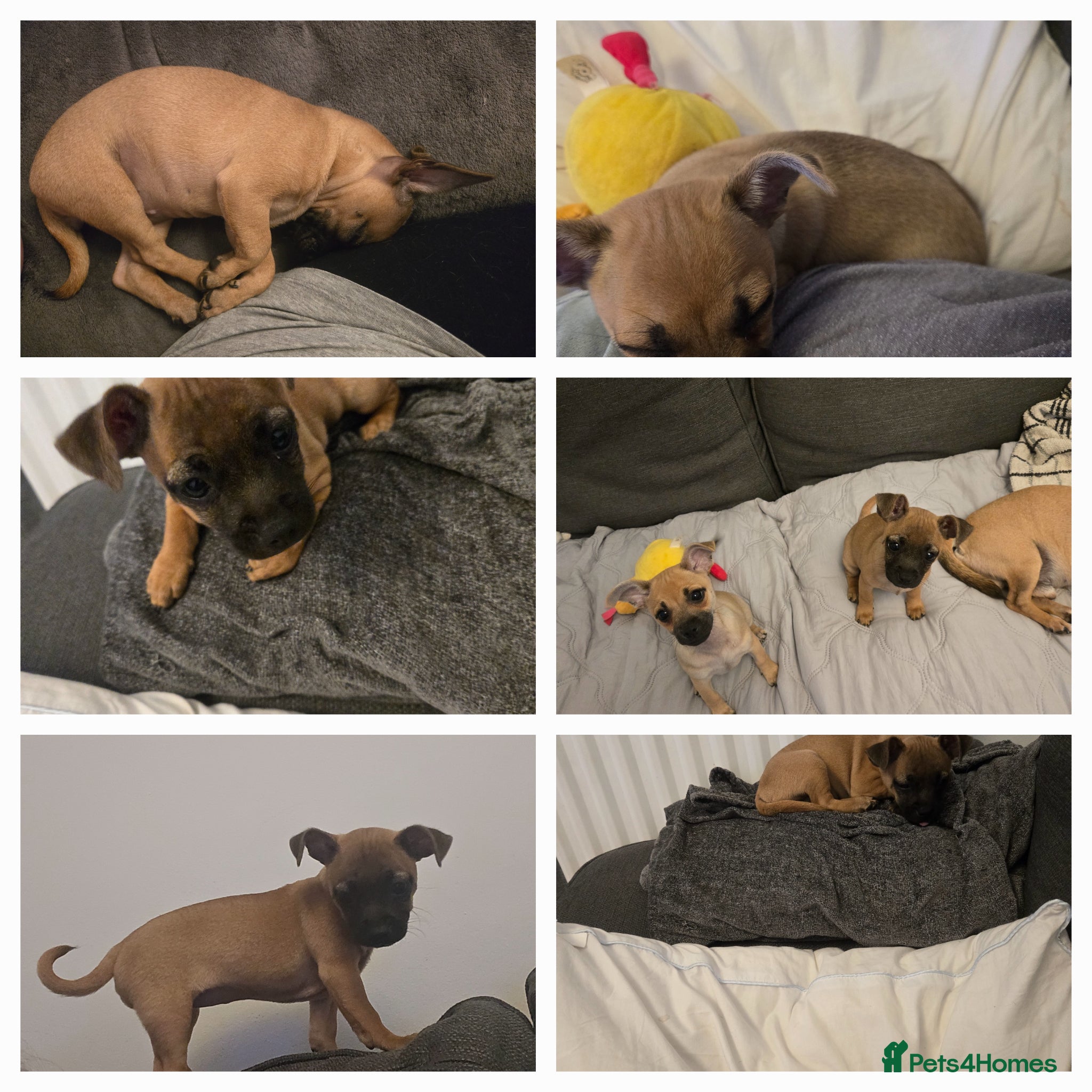 Mixed Breed dogs Harris  - Advert 3