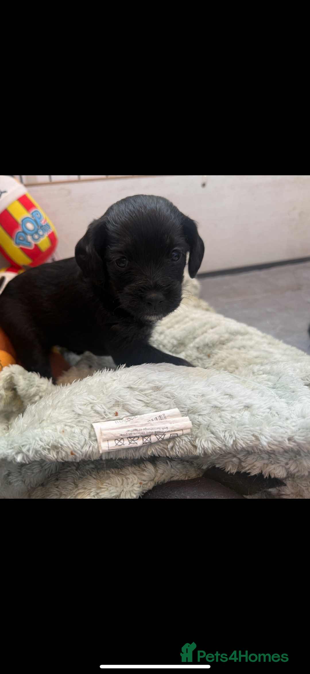 Mixed Breed dogs for sale: Shihtzu cross cocapoo (shihpoo) puppies  - Advert 22