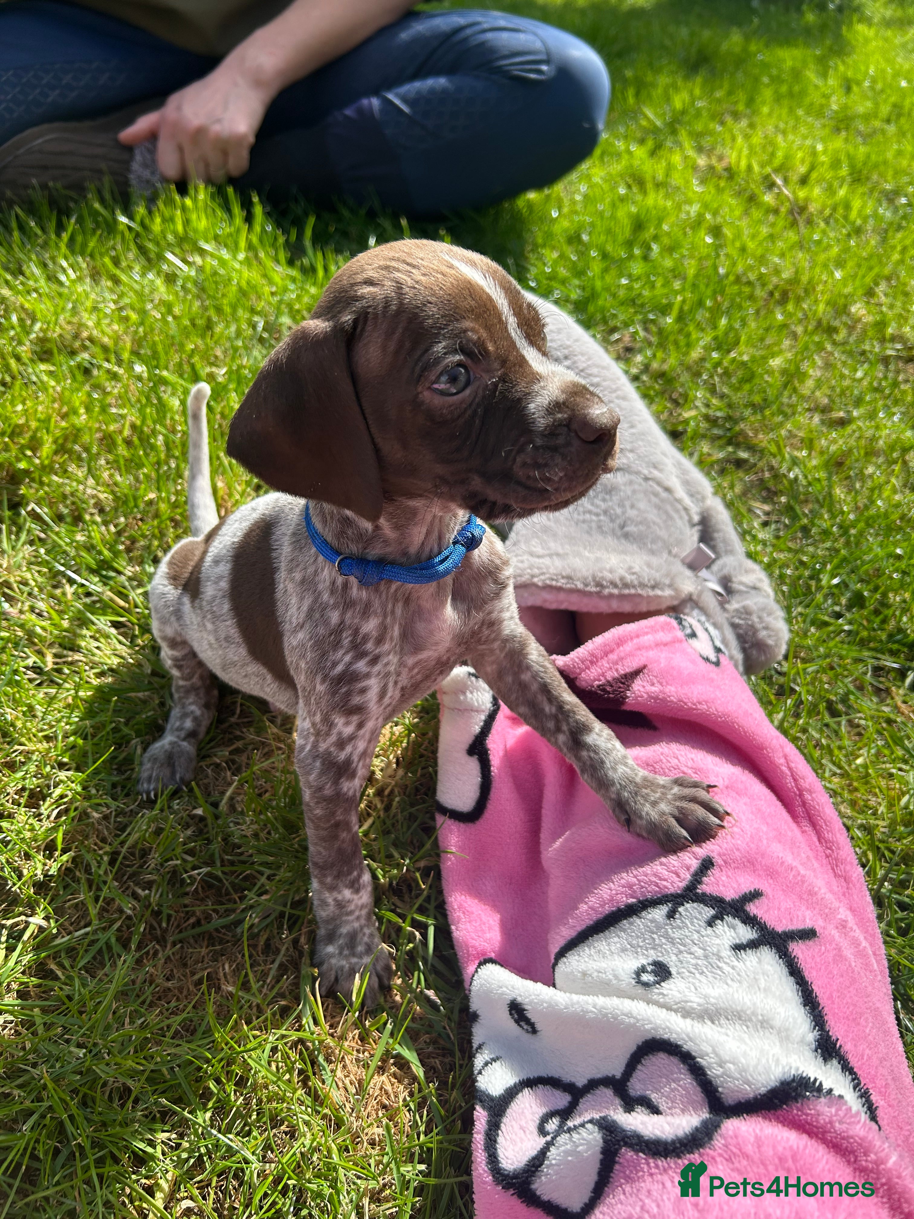 German Shorthaired Pointer dogs Pure KC GSP Puppies for sale! (1 boy left!) - Advert 2