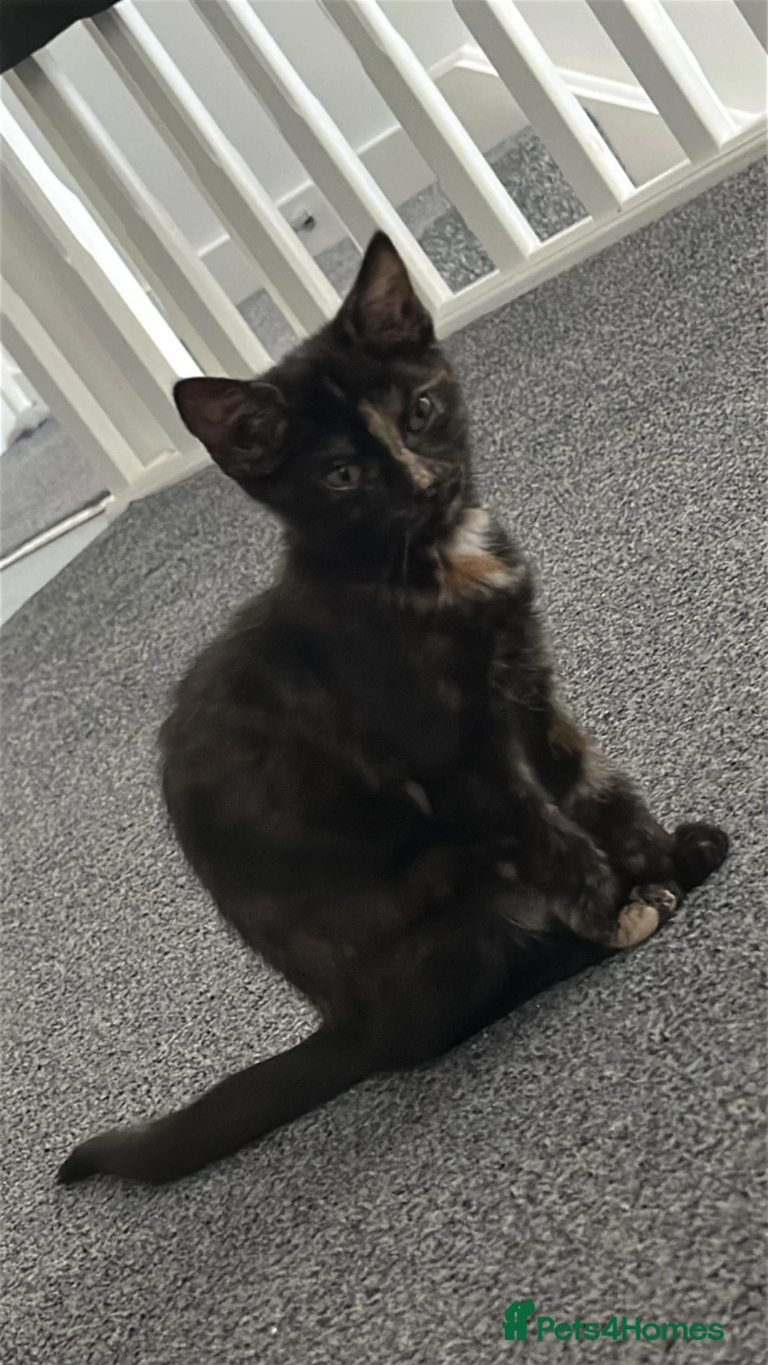 Mixed Breed cats for sale: Luna kitten  in Boston - Advert 2