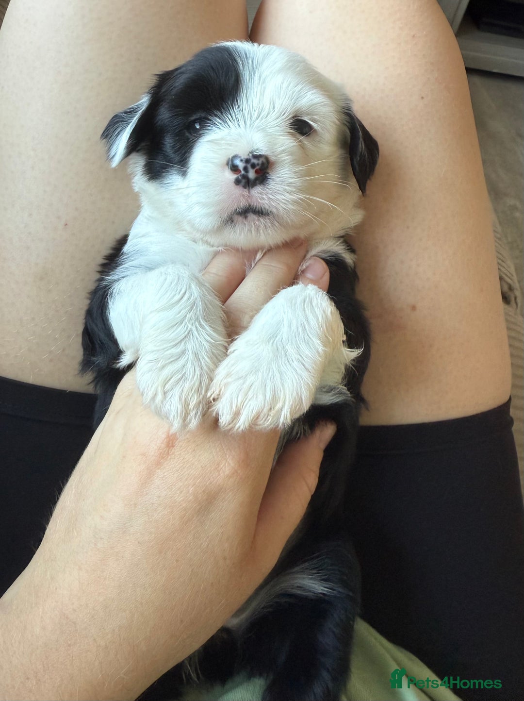 Tibetan Terrier dogs for sale: Tibetan Terrier puppies for sale  - Image 22