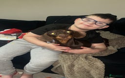 Miniature Dachshund dogs for sale:  ***SOLD*** Minitute datchund  - Image 4