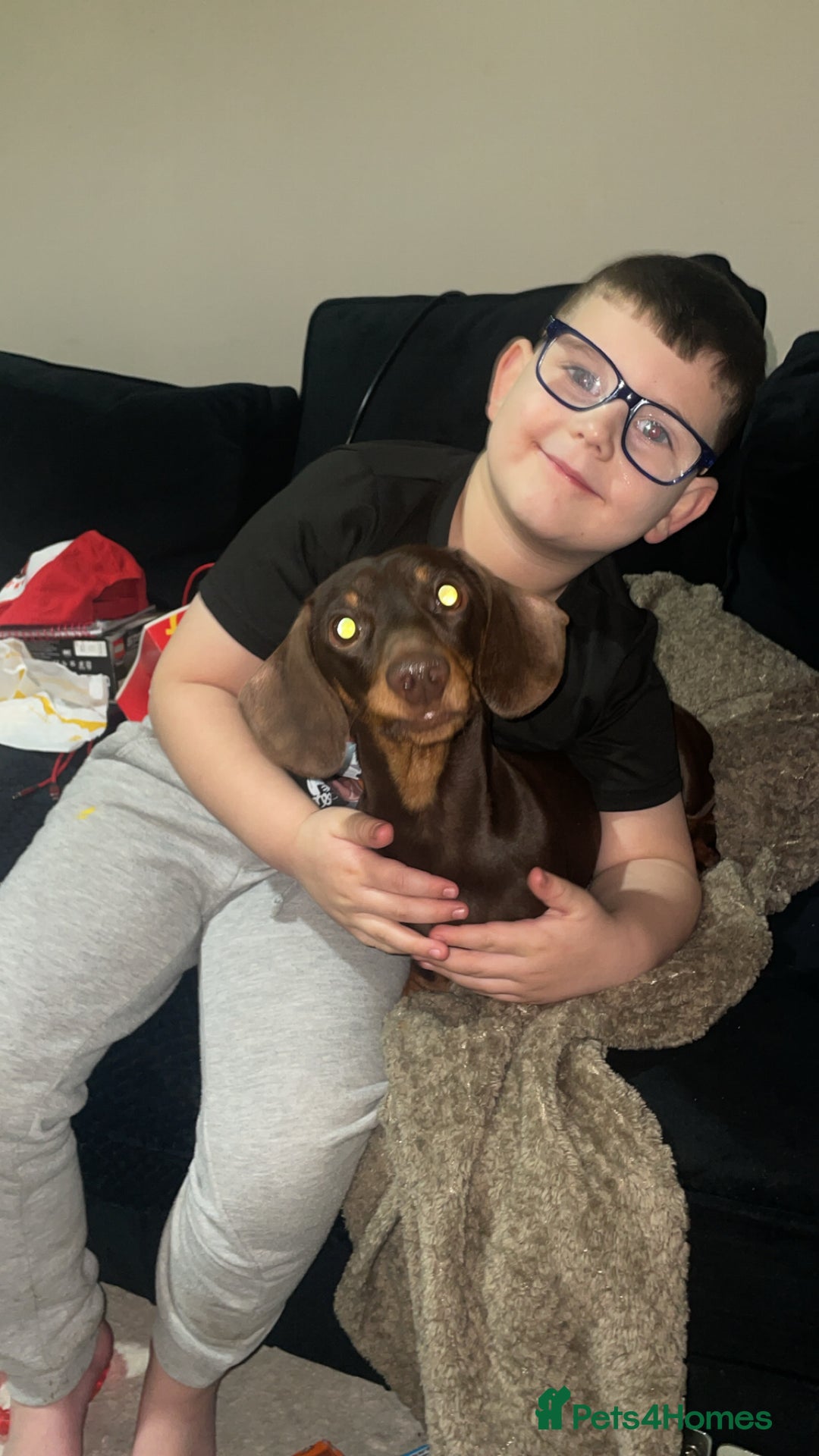 Miniature Dachshund dogs for sale:  ***SOLD*** Minitute datchund  - Image 4