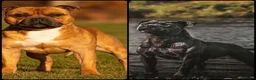 Staffordshire Bull Terrier dogs for sale: Gorgeous staffies to reserve now!  - Advert 1