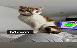 Domestic Shorthair cats for sale: Domestic shorthair kittens - Image 2
