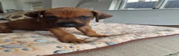 Rhodesian Ridgeback dogs for sale: KC Registered Rhodisian Ridgebacks  - Advert 8