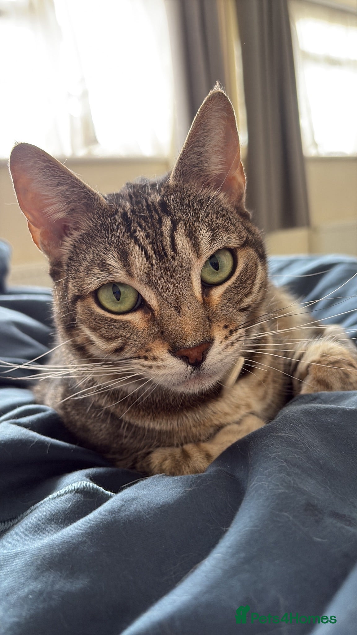 Bengal cats Silver Bengal 5 YO Female For Sale - Advert 1