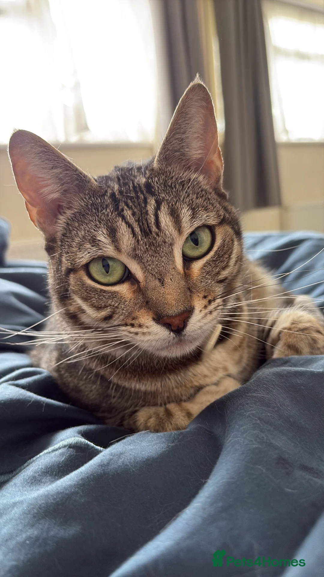 Bengal cats for sale: Silver Bengal 5 YO Female For Sale in Gravesend - Advert 1
