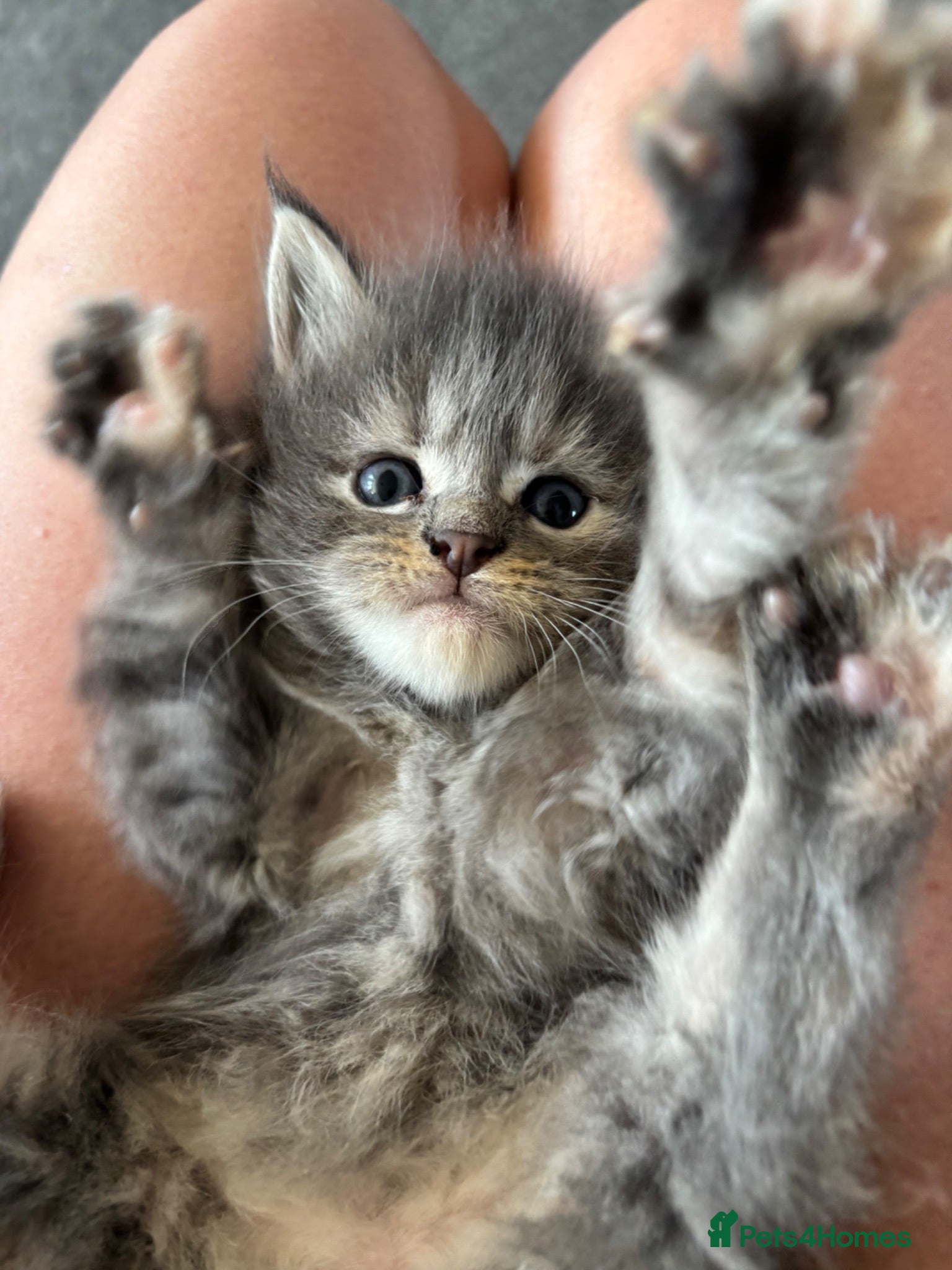Maine Coon cats 🩶 Stunning Maine Coon Kittens 💕 - Advert 16