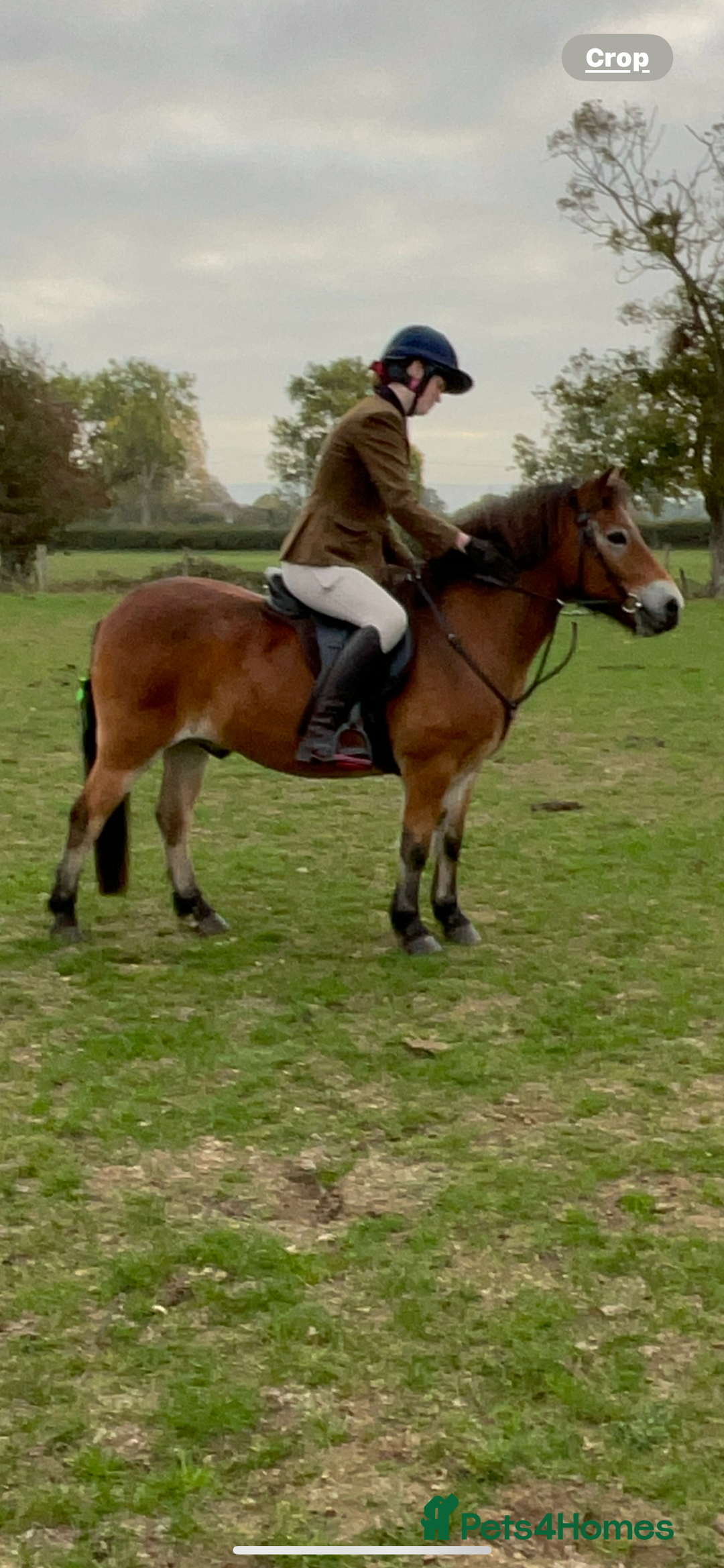 Exmoor horses for sale: Exmoor 12’1 gelding rising 6 drafted as a foal  - Advert 7