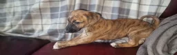 Mixed Breed dogs for sale: Whippet X Lurcher Puppies - Advert 33