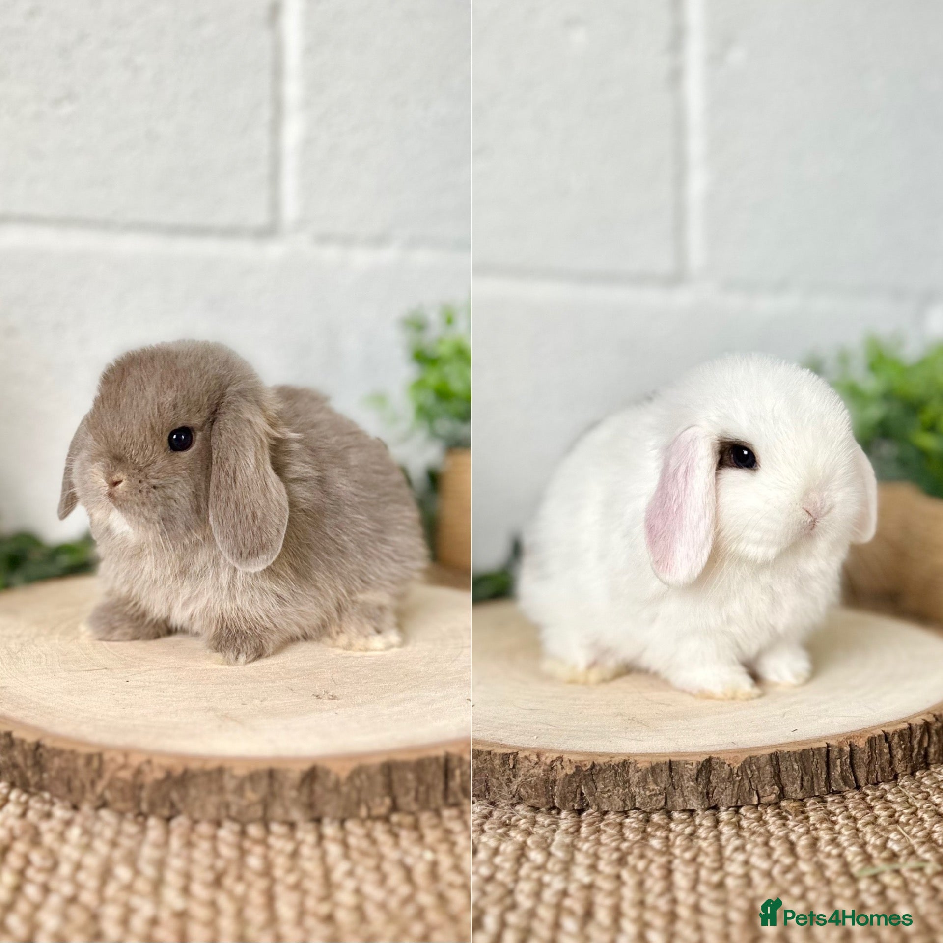 Mini Lop rabbits Mini Lops available to reserve🐰🌿 - Advert 1
