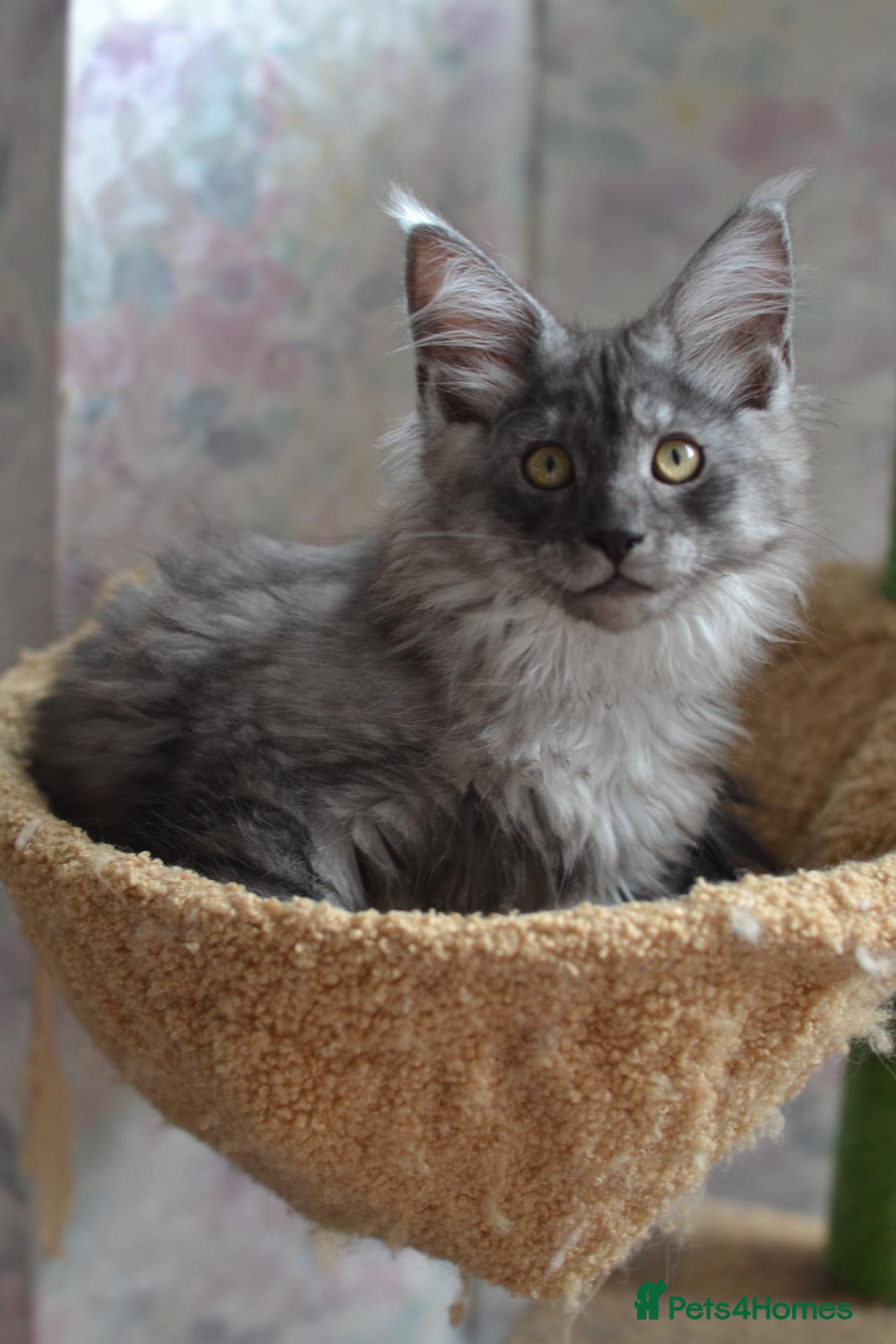 Maine Coon cats Tica Maine Coon kittens for reservation - Advert 6