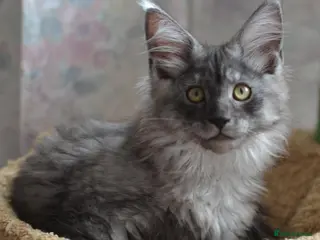 Maine Coon cats Tica Maine Coon kittens for reservation - Advert 6
