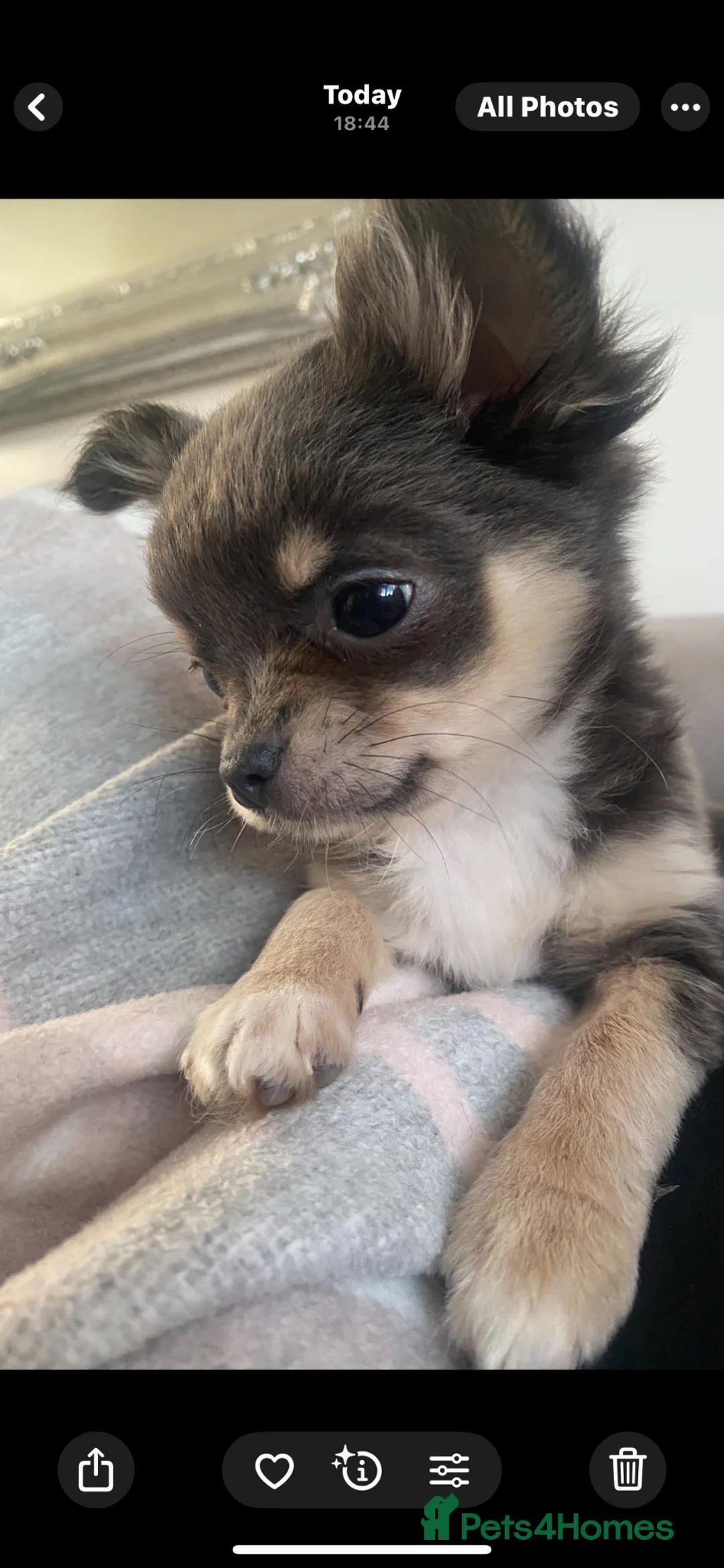 Chihuahua dogs for sale: Lilac and Tan chihuahua gorgeous little Flora in Manchester - Advert 3