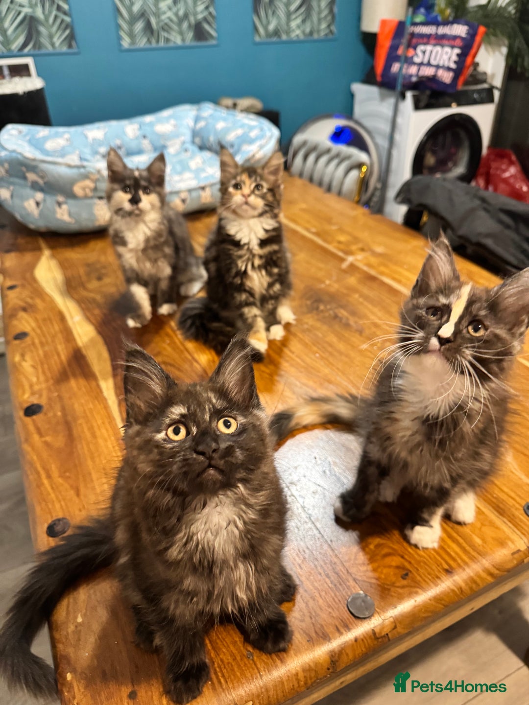 Maine Coon cats for sale: Maine coon kittens  - Advert 4