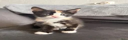 Domestic Shorthair cats for sale: 4 Adorable Domestic Shorthair Kittens - Advert 4