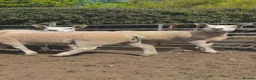 Sheep livestock for sale: Pedigree Texel Gimmer Shearlings in Whitby - Advert 2