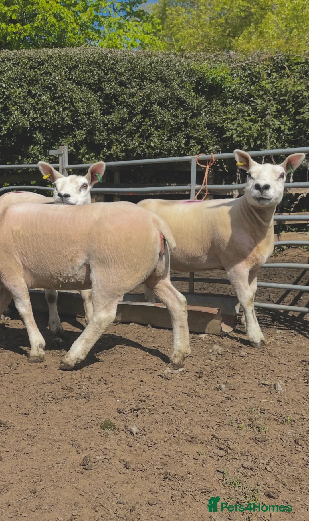 Sheep livestock for sale: Pedigree Texel Gimmer Shearlings in Whitby - Advert 2