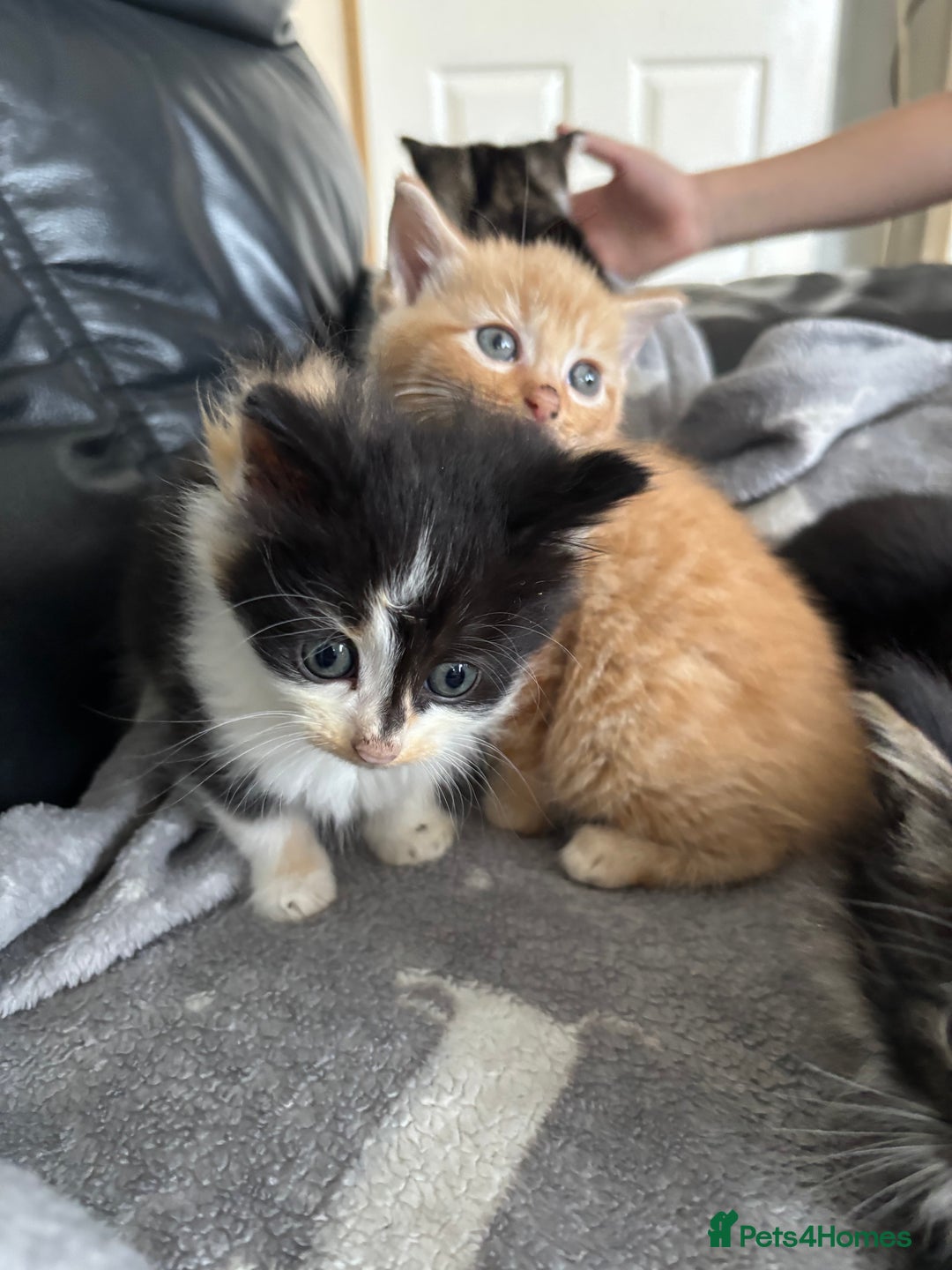 Mixed Breed cats for sale: sweet, cute kitten (Bsh X persian)  - Image 15