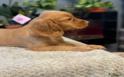 Cocker Spaniel dogs for sale: Four beautiful *working* cocker spaniel puppies - Advert 32