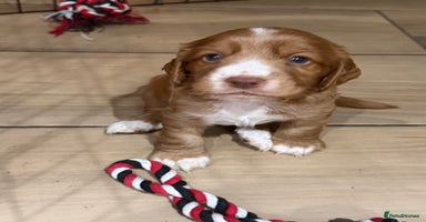 Cocker Spaniel dogs - Advert 15