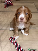 Cocker Spaniel dogs - Advert 2