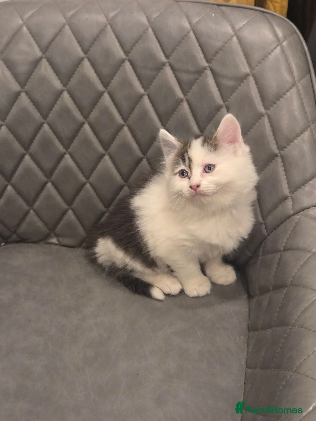 Mixed Breed cats for sale: Maincoon x kitten - Advert 4