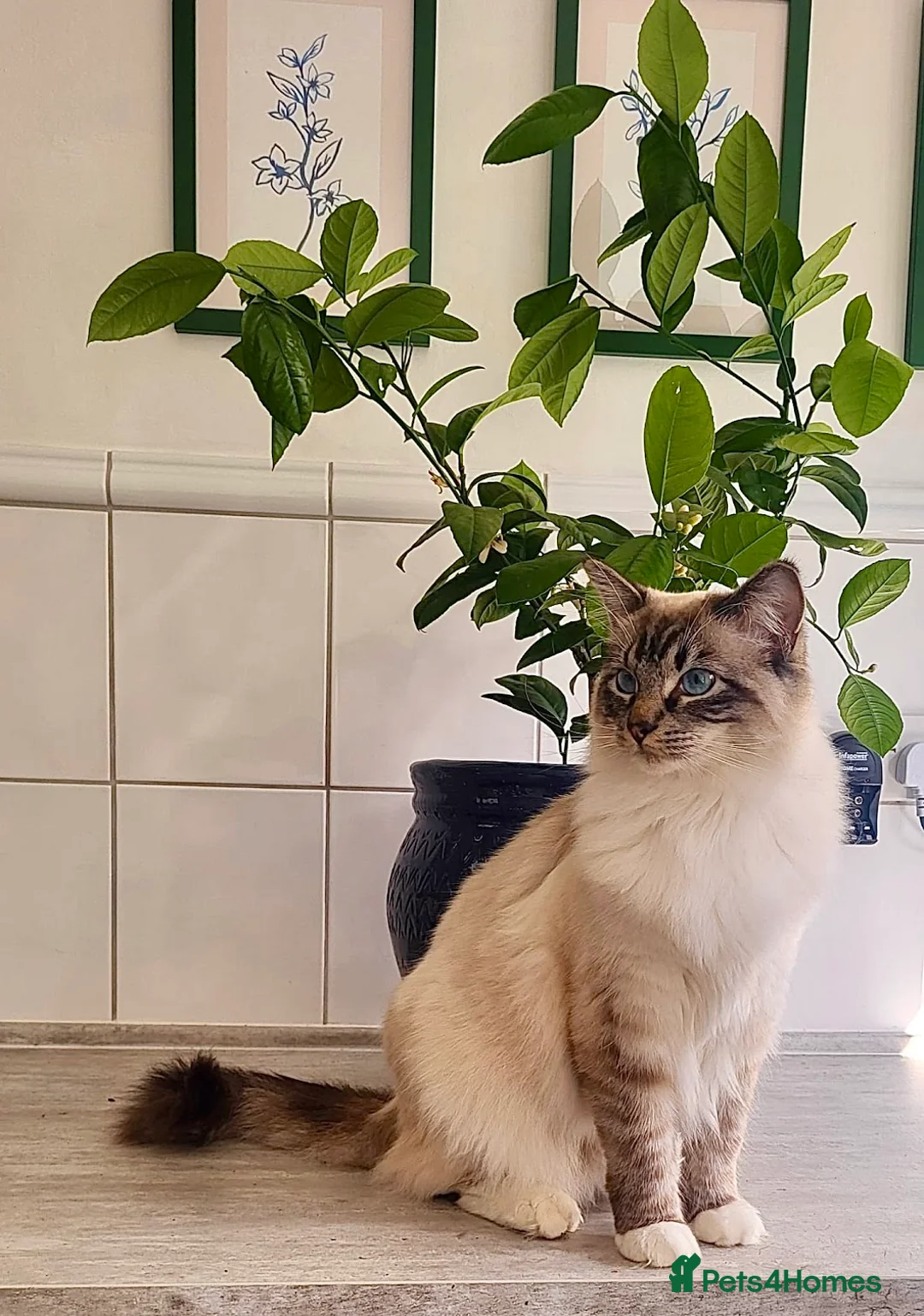Ragdoll cats for sale: Ragdoll Boy needs Rehoming - Advert 2