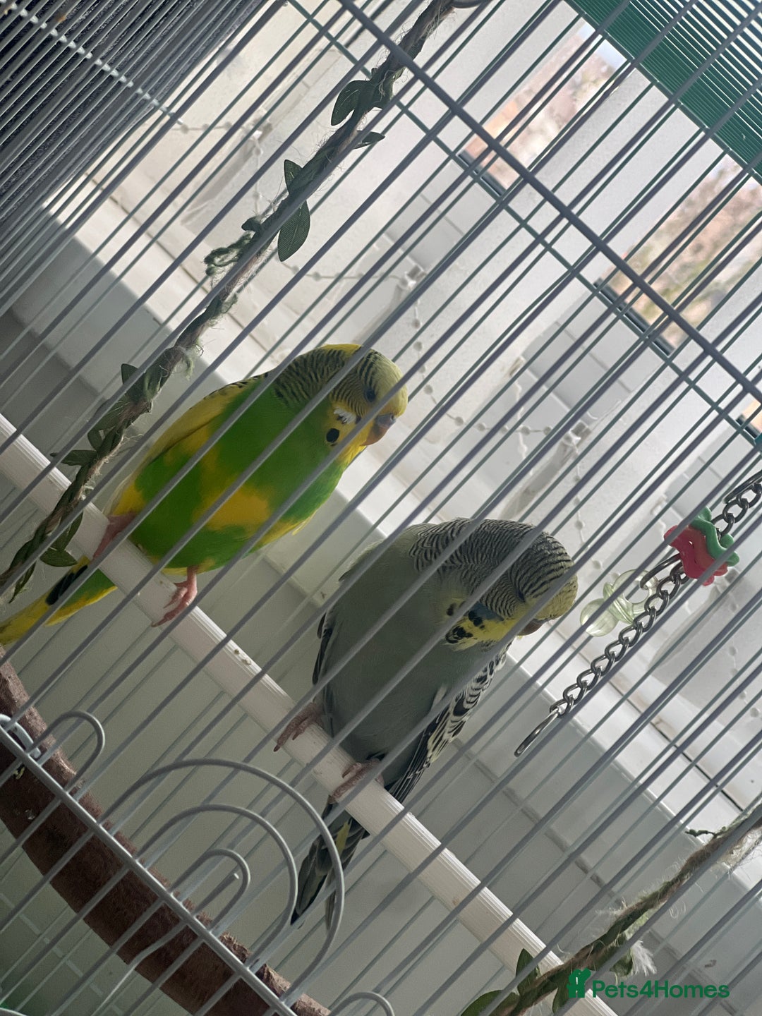 Budgerigars birds for sale: Friendly Budgies Looking for a New Home - Advert 4