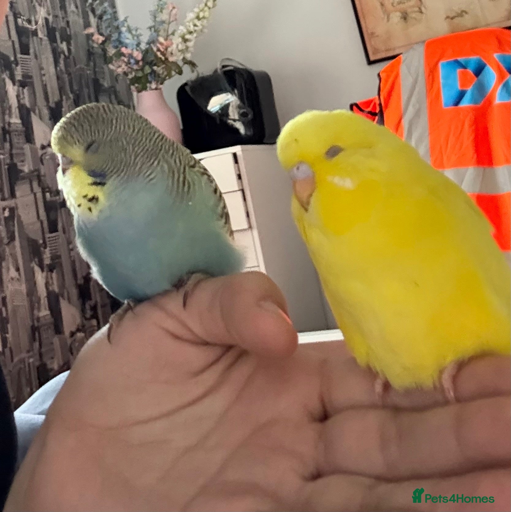 Budgerigars birds Two Young Male Budgies and Cage - Advert 1
