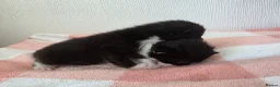 Mixed Breed cats for sale: Two beautiful black and white boy kittens - Advert 4