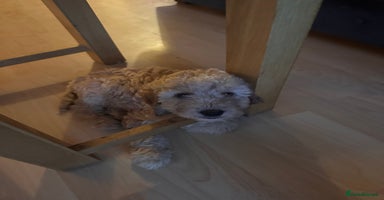 Irish Doodle dogs - Advert 7