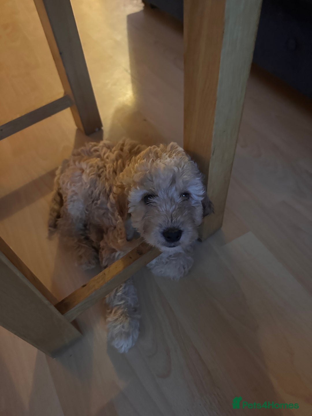 Irish Doodle dogs for sale: READY NOW! Miniature F1 Irish Doodles - Image 3