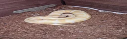 Python Snake reptiles for sale: Male ball pythons and vivs available - Advert 10