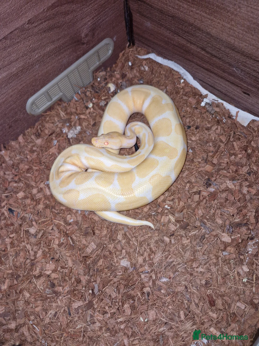 Python Snake reptiles for sale: Male ball pythons and vivs available - Advert 10