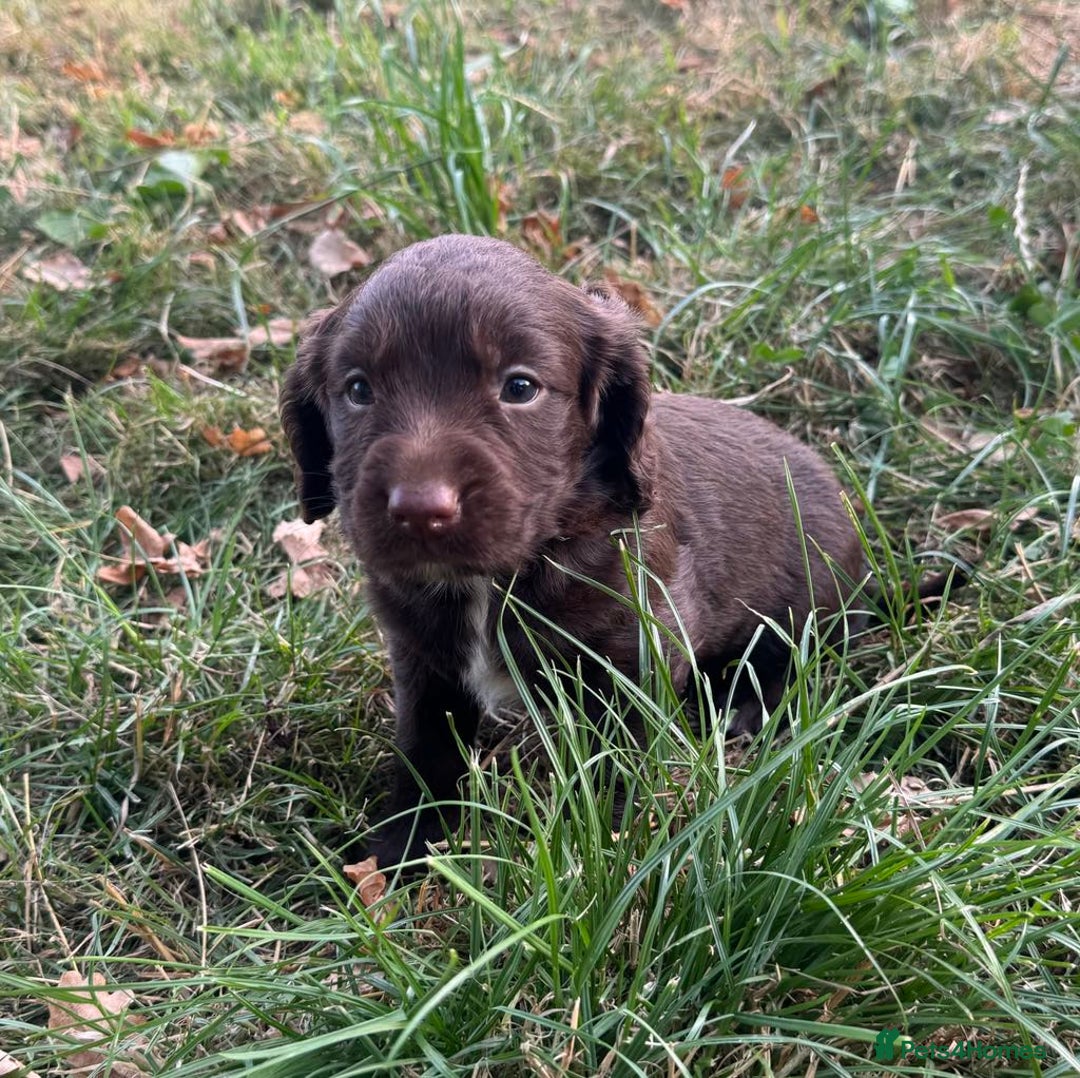 Mixed Breed dogs for sale: 2 beautiful puppies  - Image 4