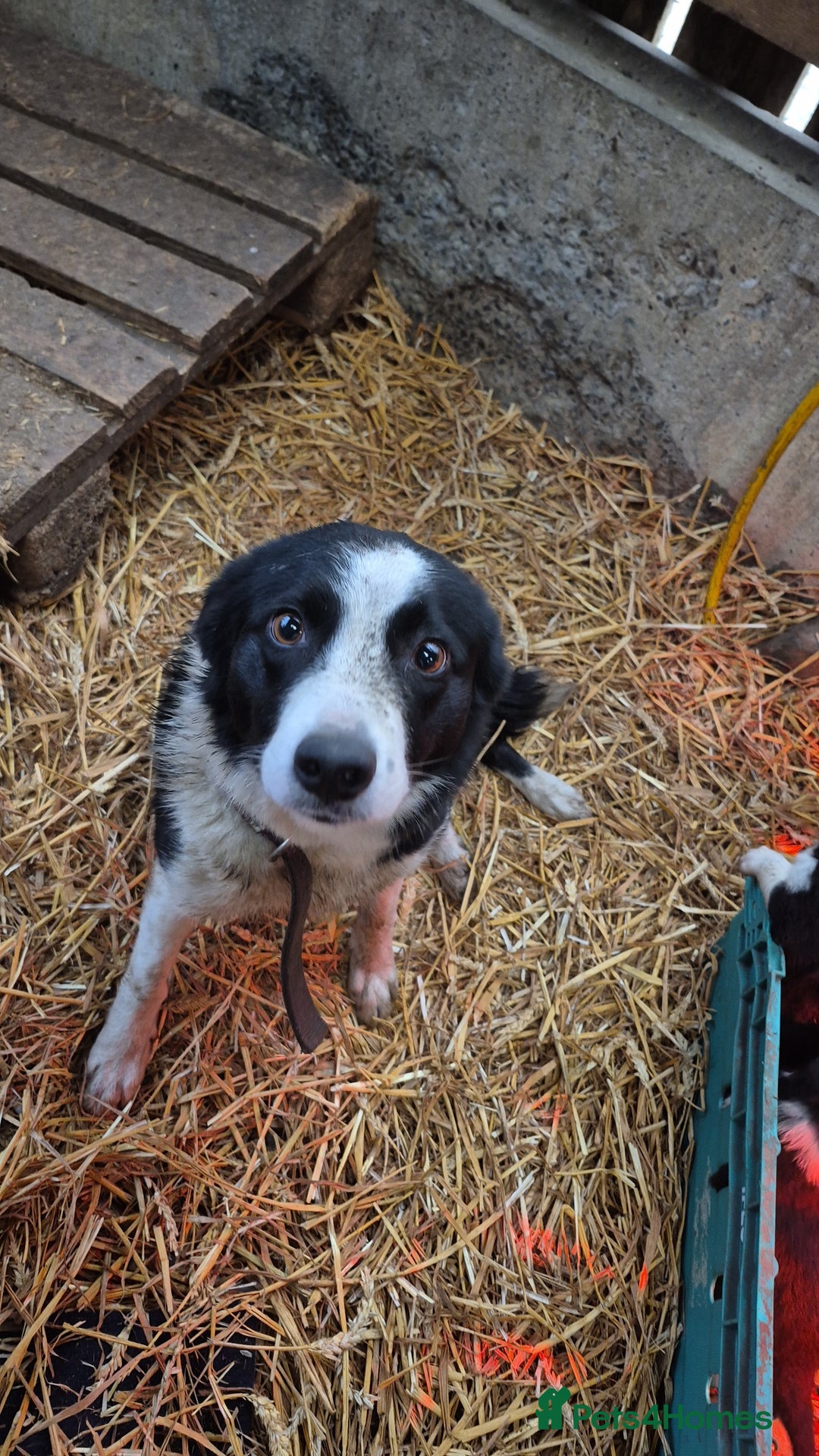 Border Collie dogs for sale: Collie Pups - Advert 1
