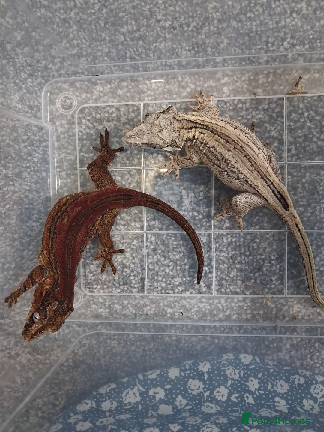 Mixed Breed reptiles for sale: Gargoyle geckos and other reptiles  - Advert 1