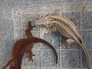 Mixed Breed reptiles Gargoyle geckos and other reptiles - Advert 8