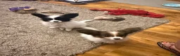 Papillon dogs for sale: KC Registered Male Papillon puppy for sale in Braintree - Advert 4