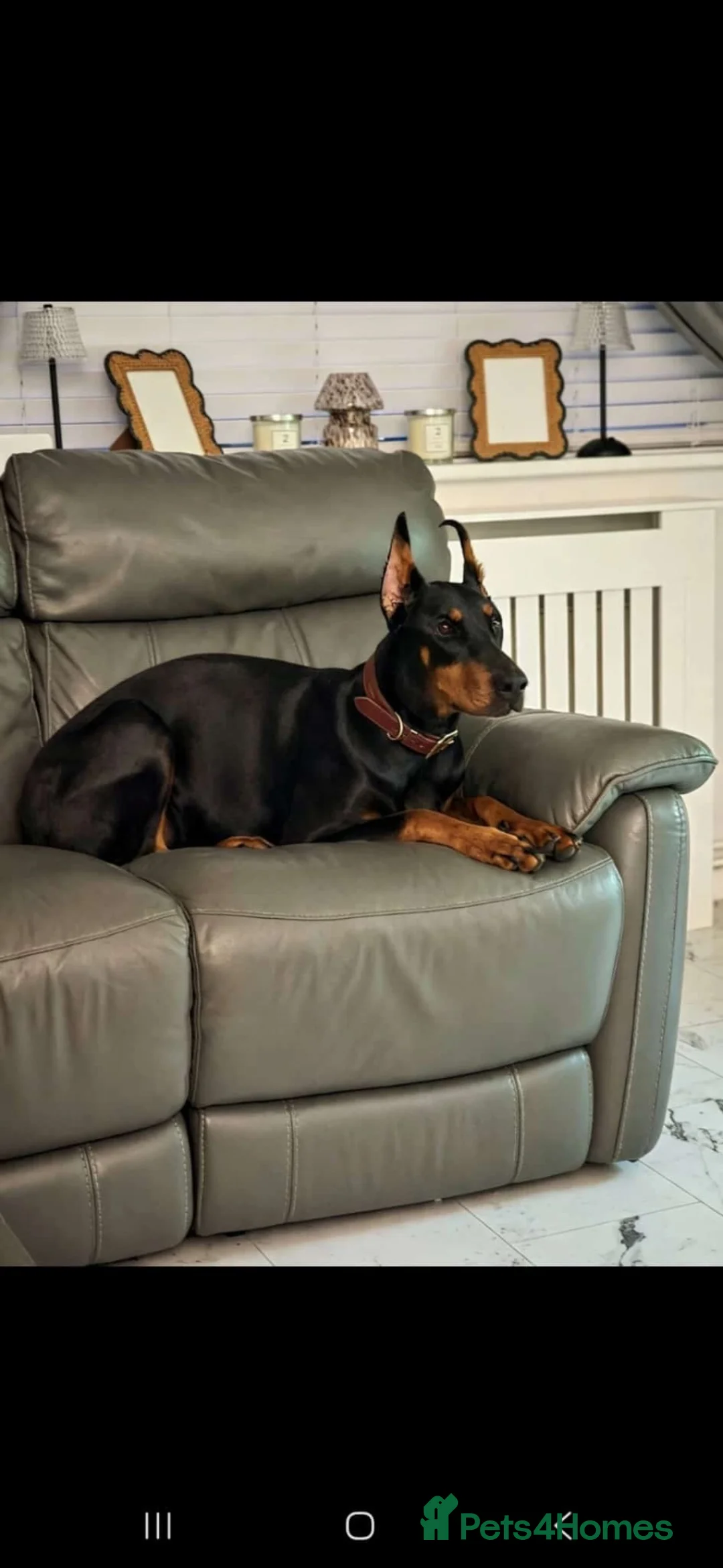 Dobermann dogs for sale: European girl Doberman  - Advert 2