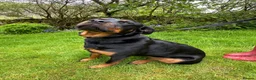 Rottweiler dogs for sale: Beautiful Family Rottweiler Girl Adult  - Advert 4