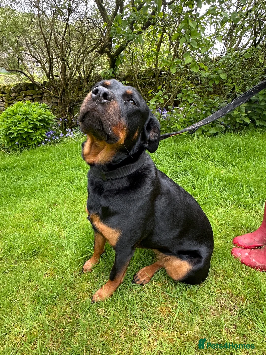 Rottweiler dogs for sale: Family Rottweiler bitch 4.5 yrs old - Advert 4