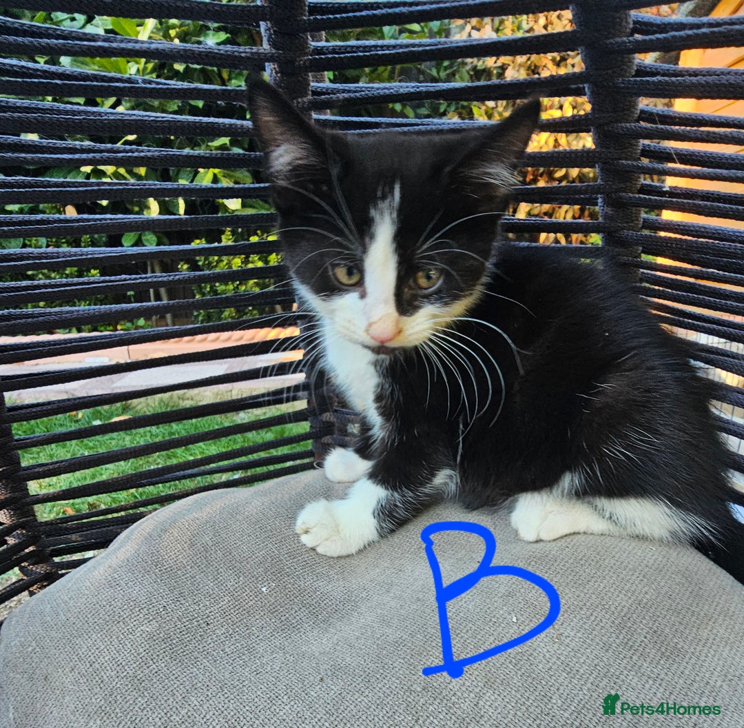 Mixed Breed cats for sale:  🐾 Adorable Kittens Ready for Loving Homes 🐾 - Image 25