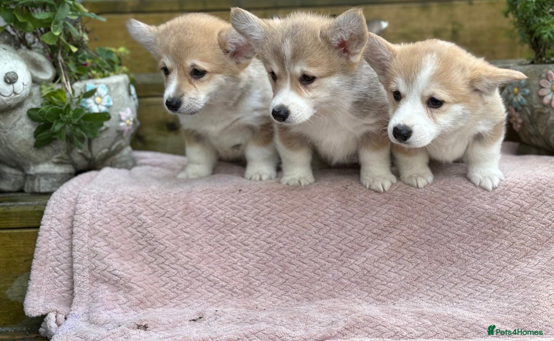 Welsh Corgi Pembroke dogs for sale: Outstanding Pembrokeshire Corgi Puppies  - Image 4