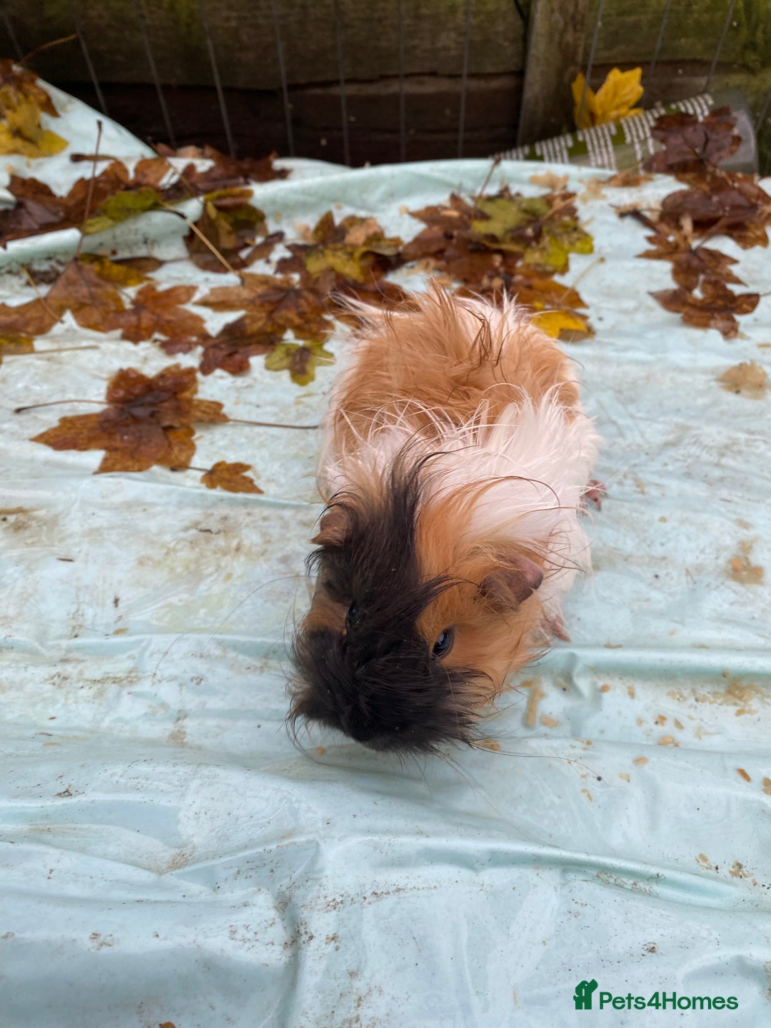 Guinea Pig rodents for sale: Fluffy long haired Peruvian cross Sheltie babies - Advert 11
