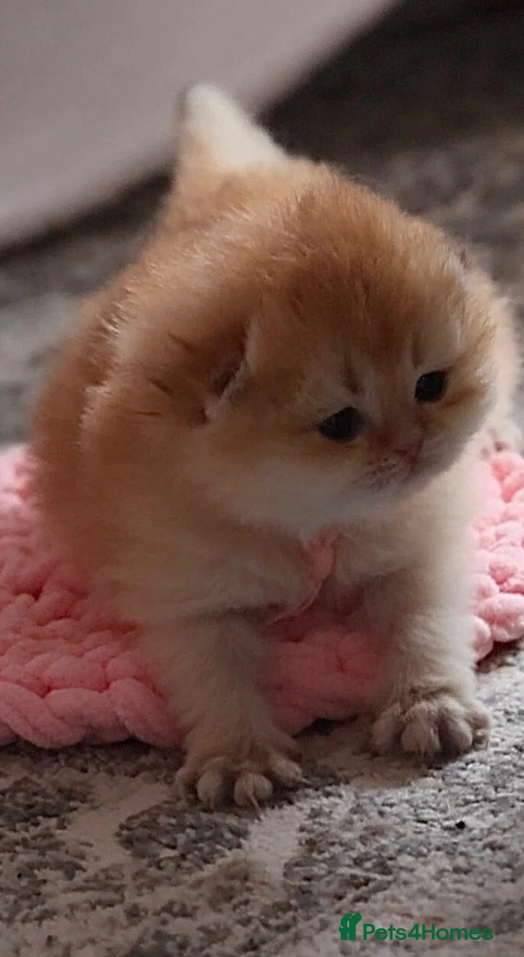 British Shorthair cats for sale: ✨Exclusive Golden BSH babies teddy bear type🧸✨ in Upminster - Advert 2